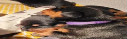 Rottweiler honden te koop: Rottweiler pups met stamboom  in Odijk - Advertentie 15