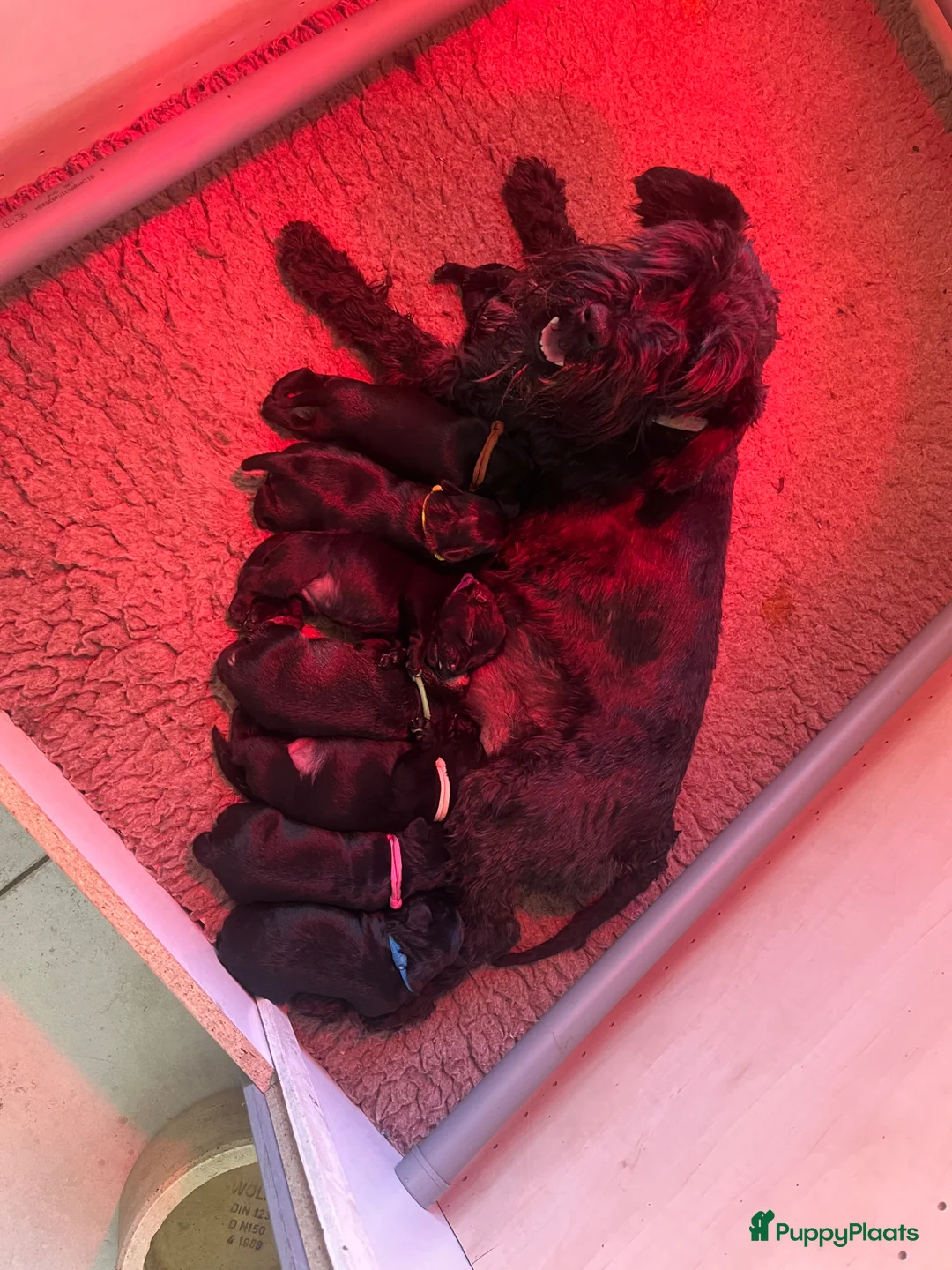 Dwergschnauzer honden te koop: Dwergschnauzer pup peper en zout (nog 1 reutje) - Advertentie 1