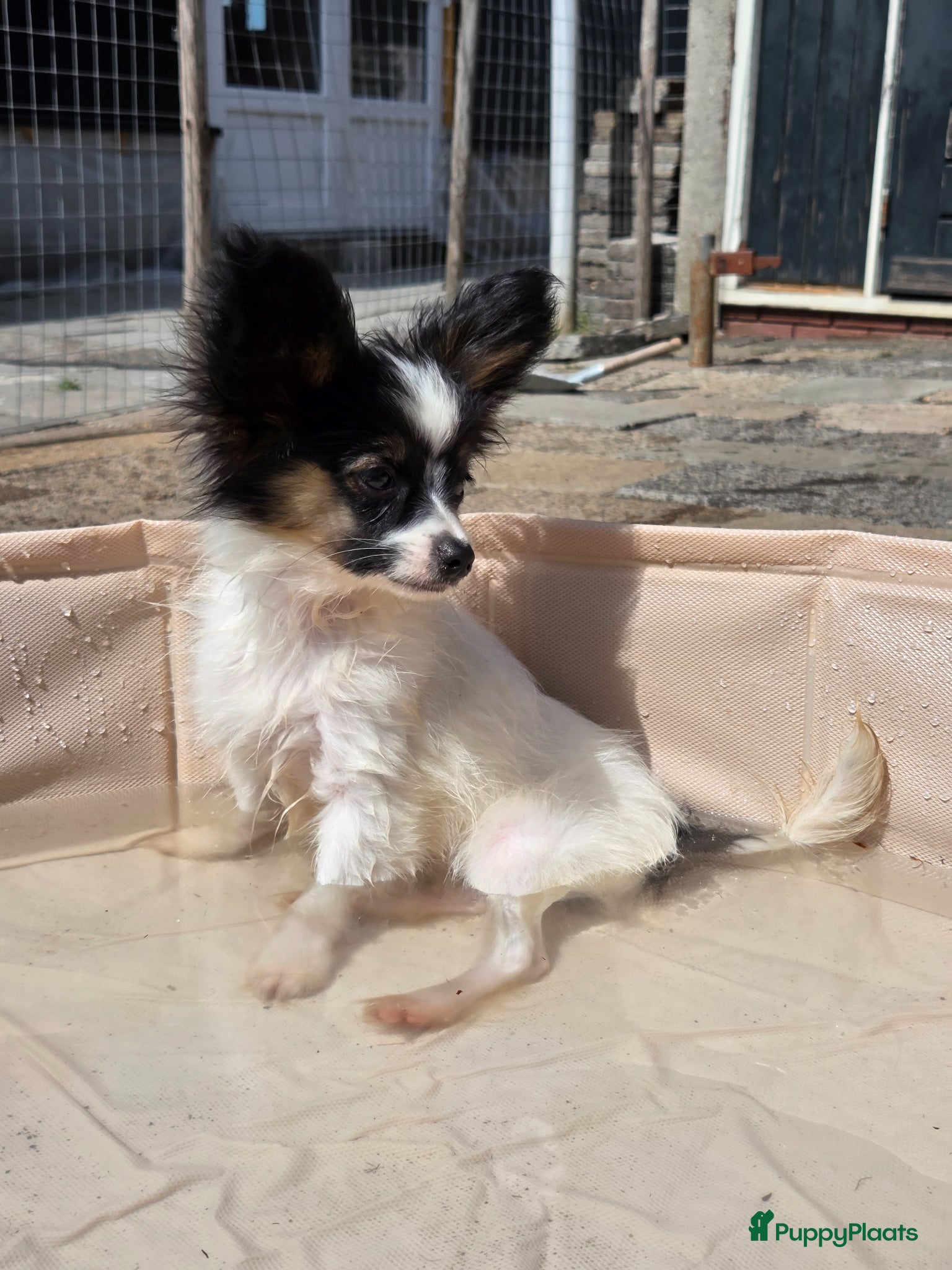Vlinderhondje honden te koop: Vlinderhond papillon reutjes beschikbaar FCI - Advertentie 4