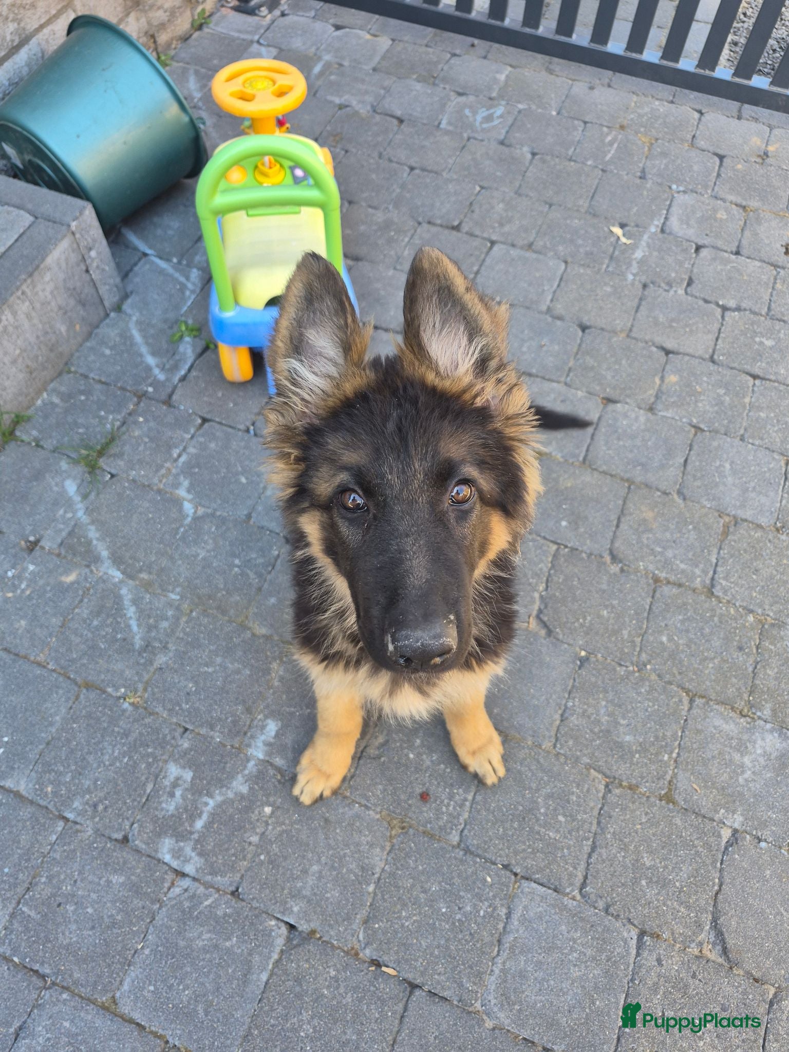 Duitse Herder honden Lieve duiste herder pup  - Advertentie 1