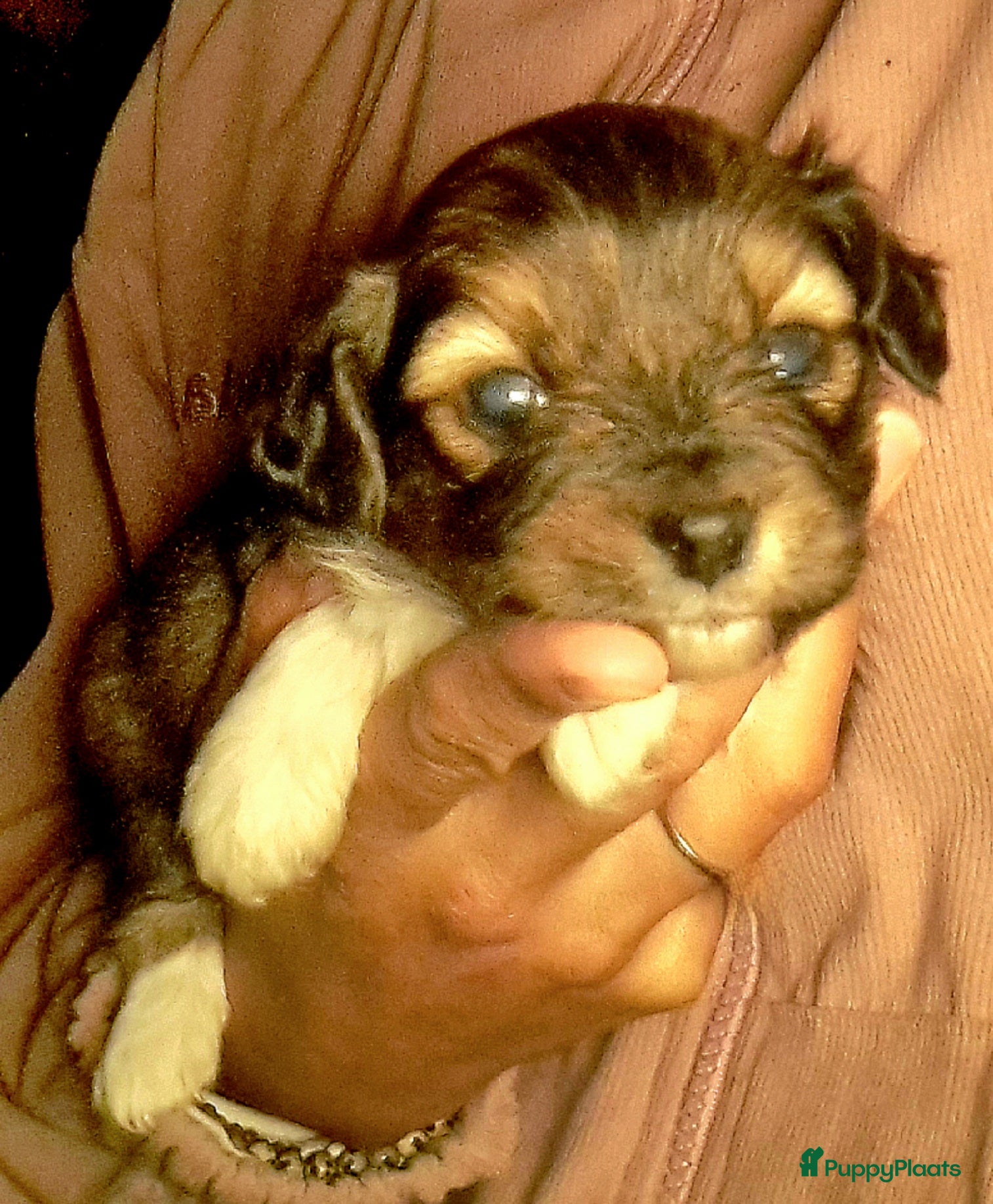 Kruising honden Toy waterhond & vlinderhond - Advertentie 9