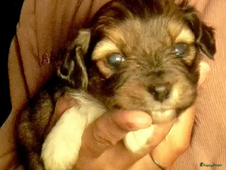 Kruising honden Toy waterhond & vlinderhond - Advertentie 9