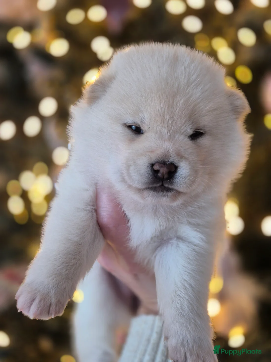 Kruising honden te koop: Prachtige Pomsky x Shiba pups - Advertentie 4