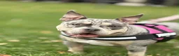 Amerikaanse Bully honden te koop: American Bully pocket pups verwacht  - Advertentie 9