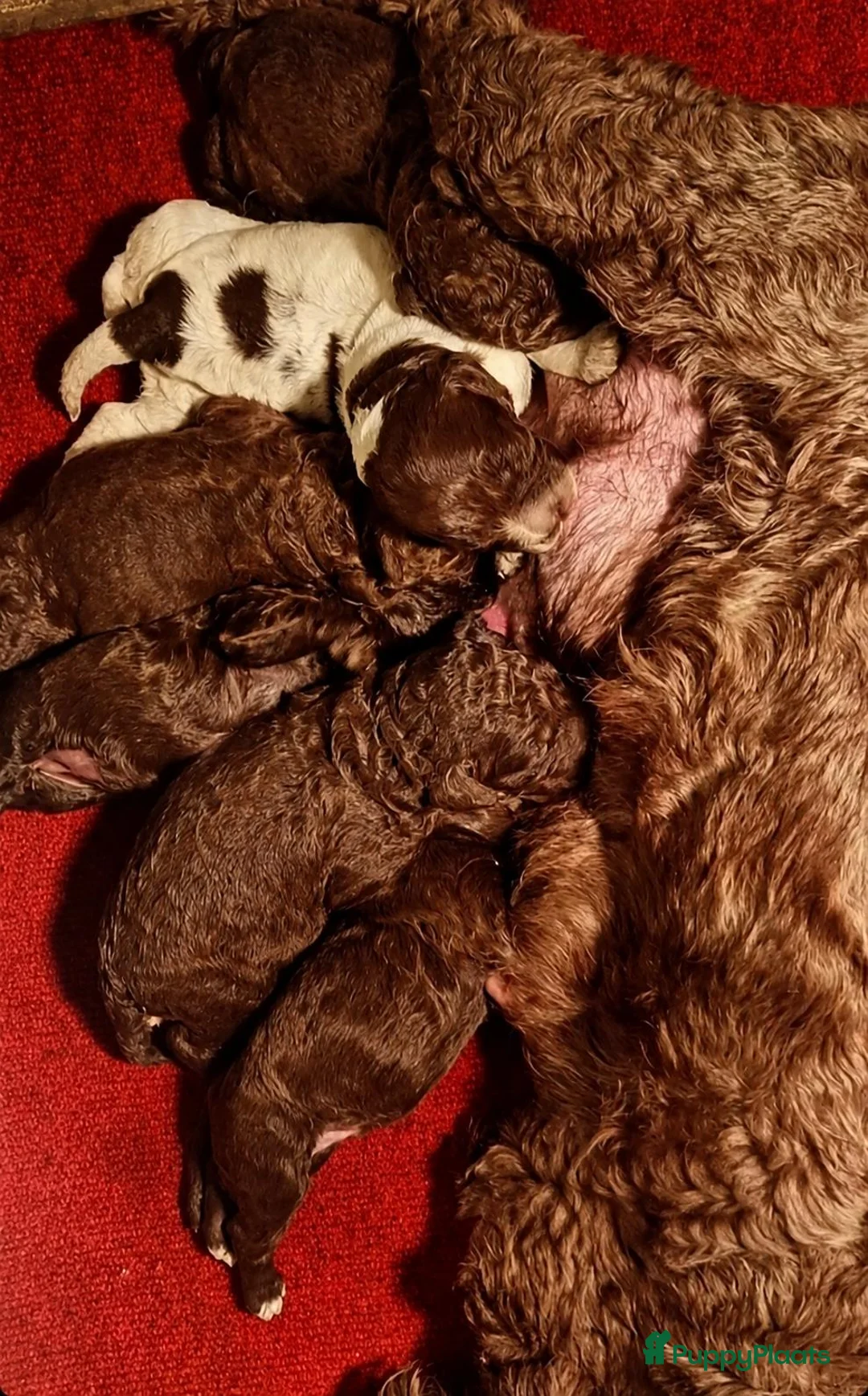 Lagotto Romagnolo honden te koop: Lagotto Romagnolo pups in Berkel en Rodenrijs - Advertentie 15