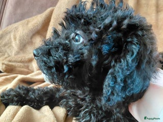 Labradoodle honden Nog 2 prachtige labradoodle pups - Advertentie 15