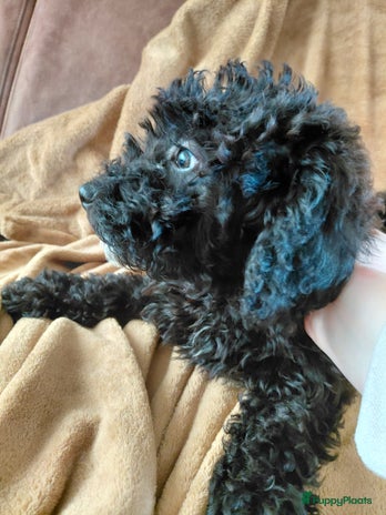 Labradoodle honden Nog 2 prachtige labradoodle pups - Advertentie 1