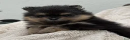 Pomeriaan honden te koop: dwergkees/pomeriaan pups met FCI stamboom - Advertentie 5