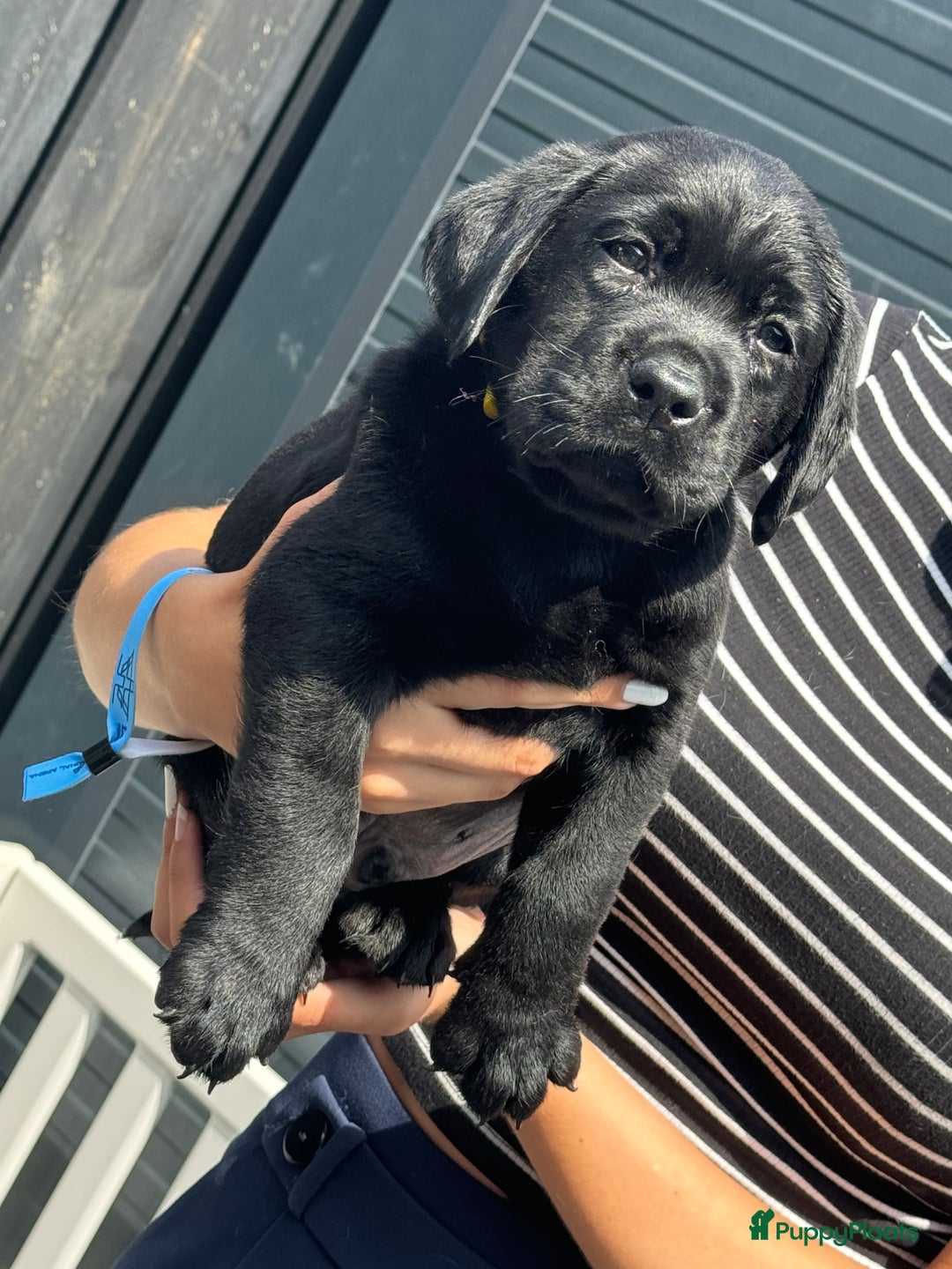 Labrador Retriever honden te koop: NEST AANKONDIGING LABRADOR PUPS - Advertentie 38