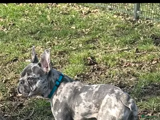 Franse Bulldog honden Lieve Franse buldog zoekt een nieuw huisje - Advertentie 1