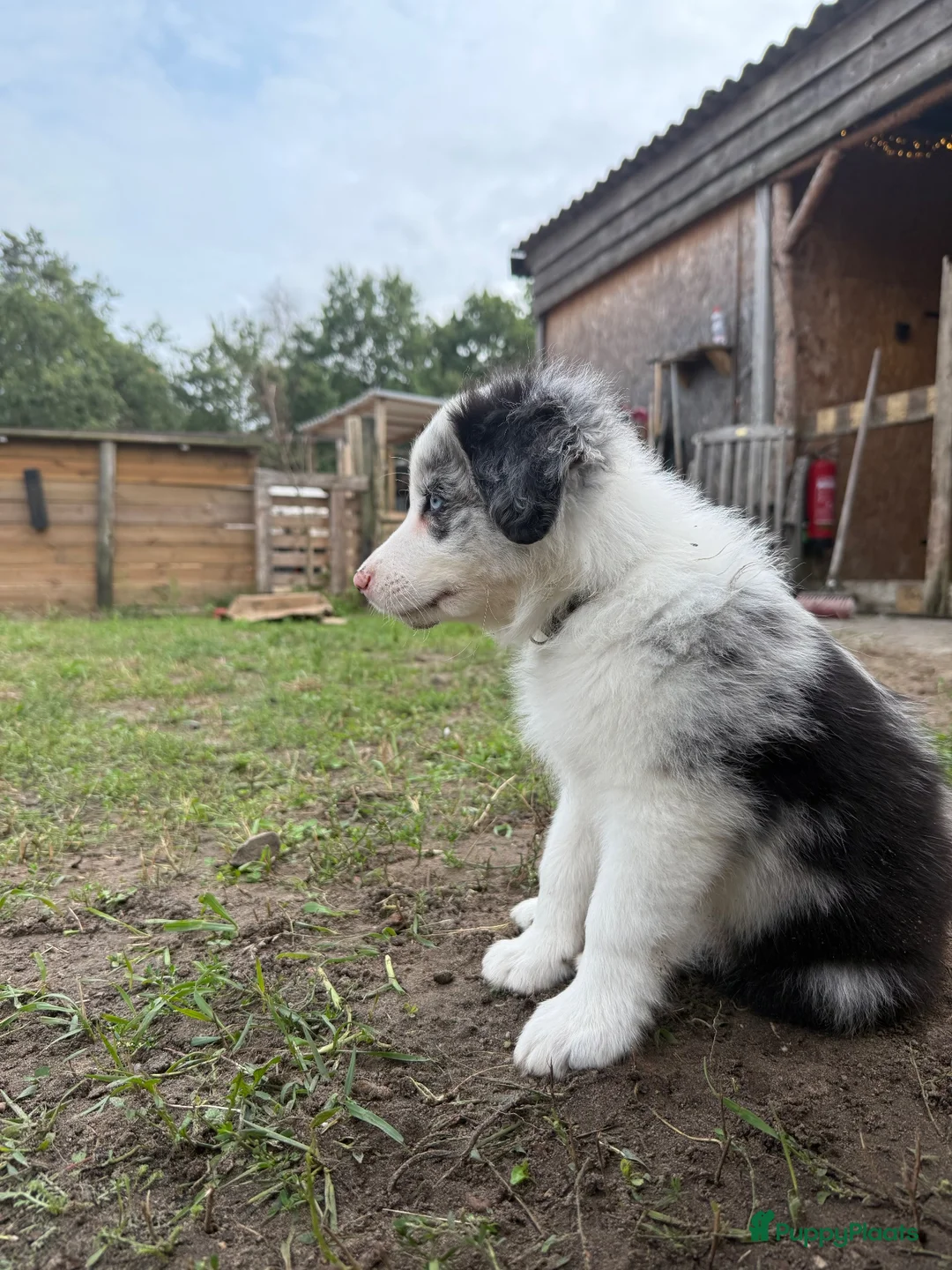 Border Collie honden te koop: FCI stamboom Bordercollie pups te koop 🩷🩵🩵🩵 - Advertentie 2