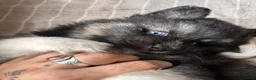 Pomsky honden te koop: 6 pomskys in Langeweg - Advertentie 17
