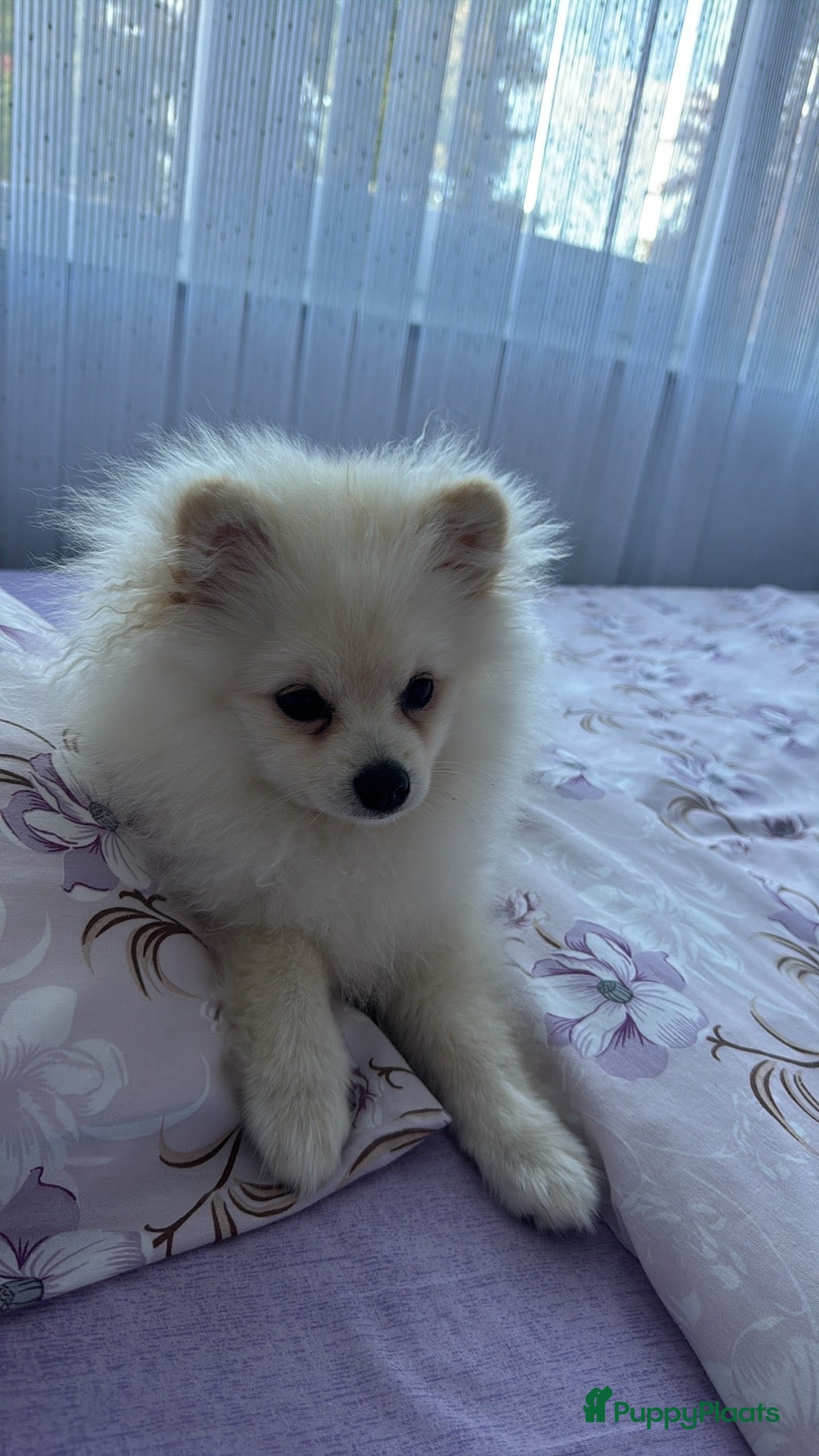 Pomeriaan honden te koop: Pomerian Te Koop - Advertentie 2