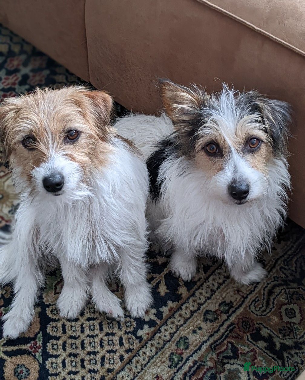 Jack Russel Terriër honden Ruwharige Jack Russell pups - Advertentie 2