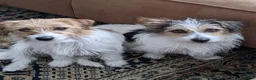 Jack Russel Terriër honden te koop: Ruwharige Jack Russell pups - Advertentie 2
