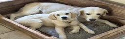 Golden Retriever honden te koop: Golden Retriever met stamboom - Advertentie 1