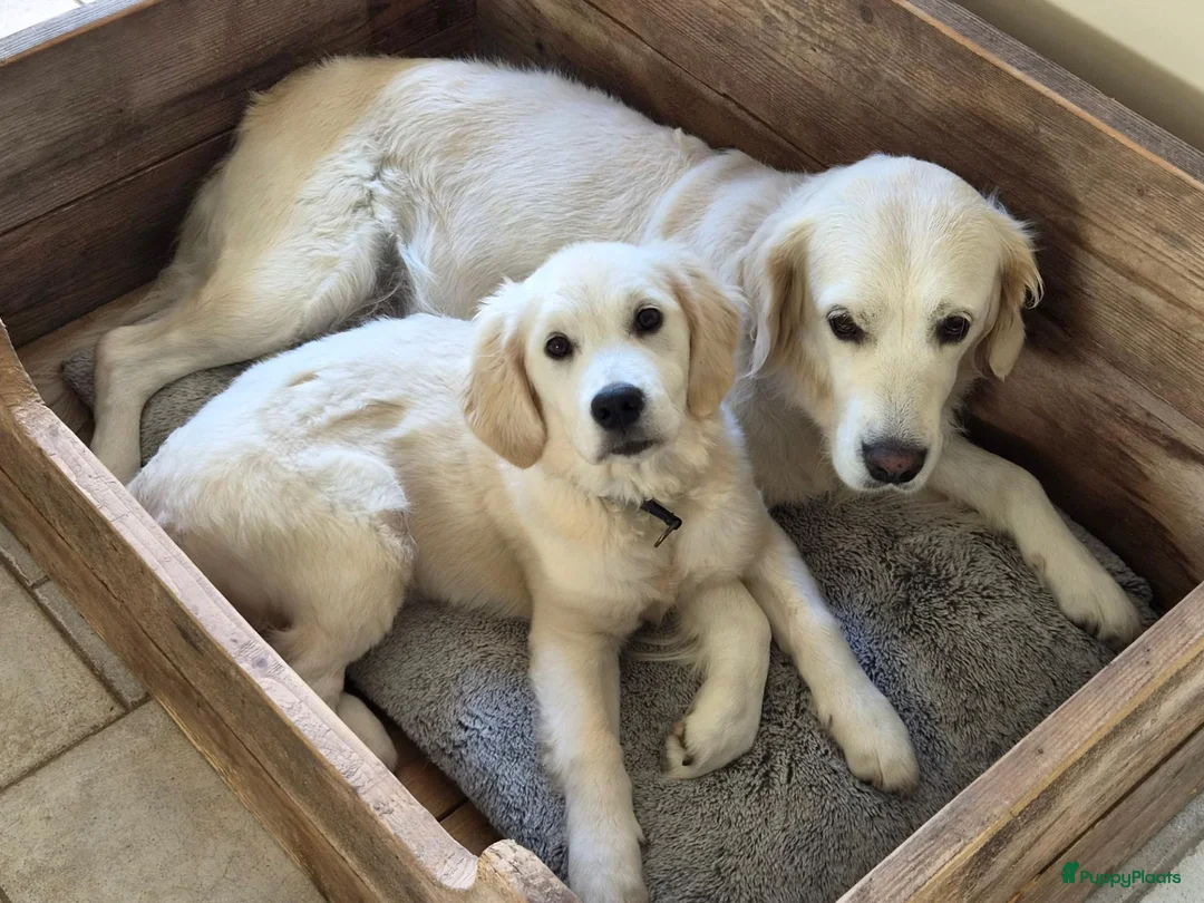 Golden Retriever honden te koop: Golden Retriever met stamboom - Advertentie 1