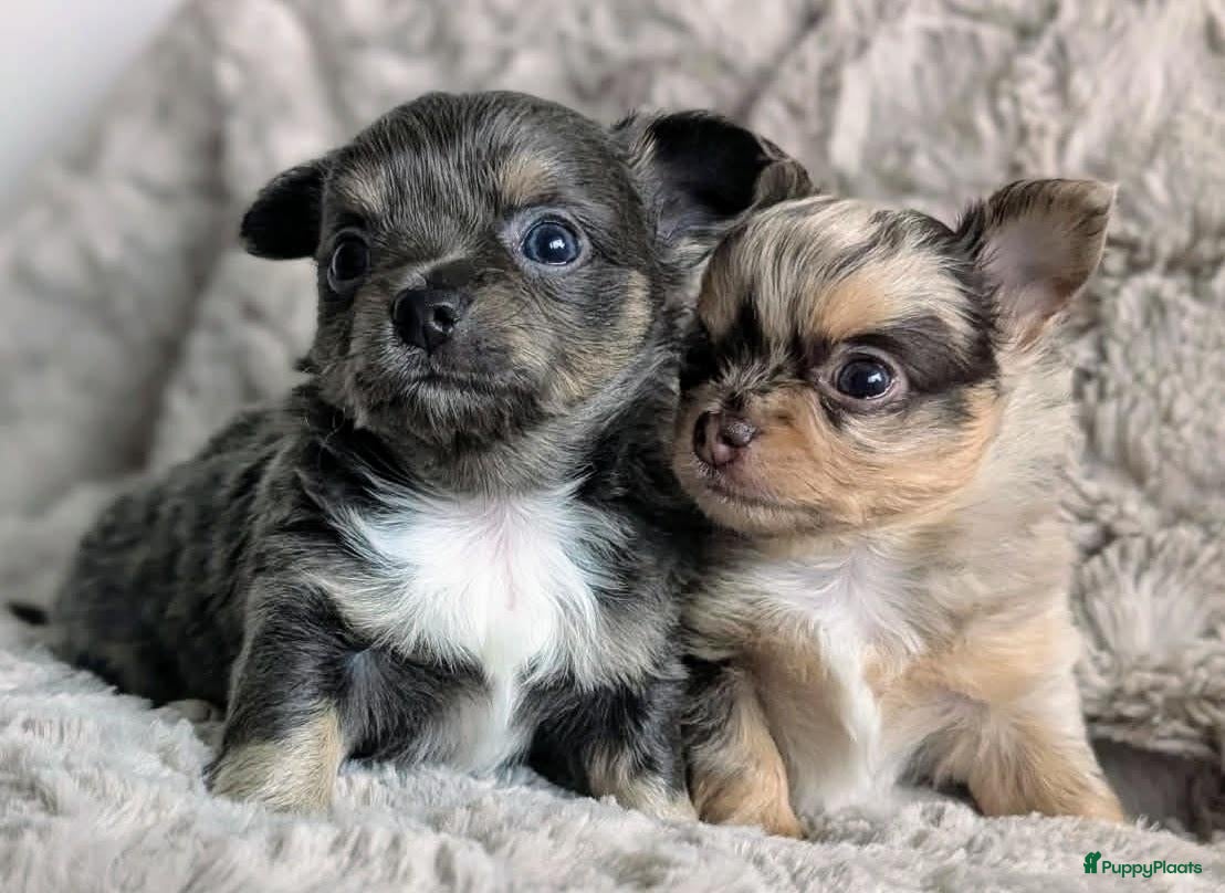 Chihuahua honden Twee prachtige Chihuahua pups - Advertentie 3