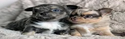 Chihuahua honden te koop: Twee prachtige Chihuahua pups in Schoonhoven - Advertentie 1