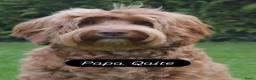 Australian Labradoodle honden te koop: Nog 3 autralian labradoodle pups beschikbaar - Advertentie 6