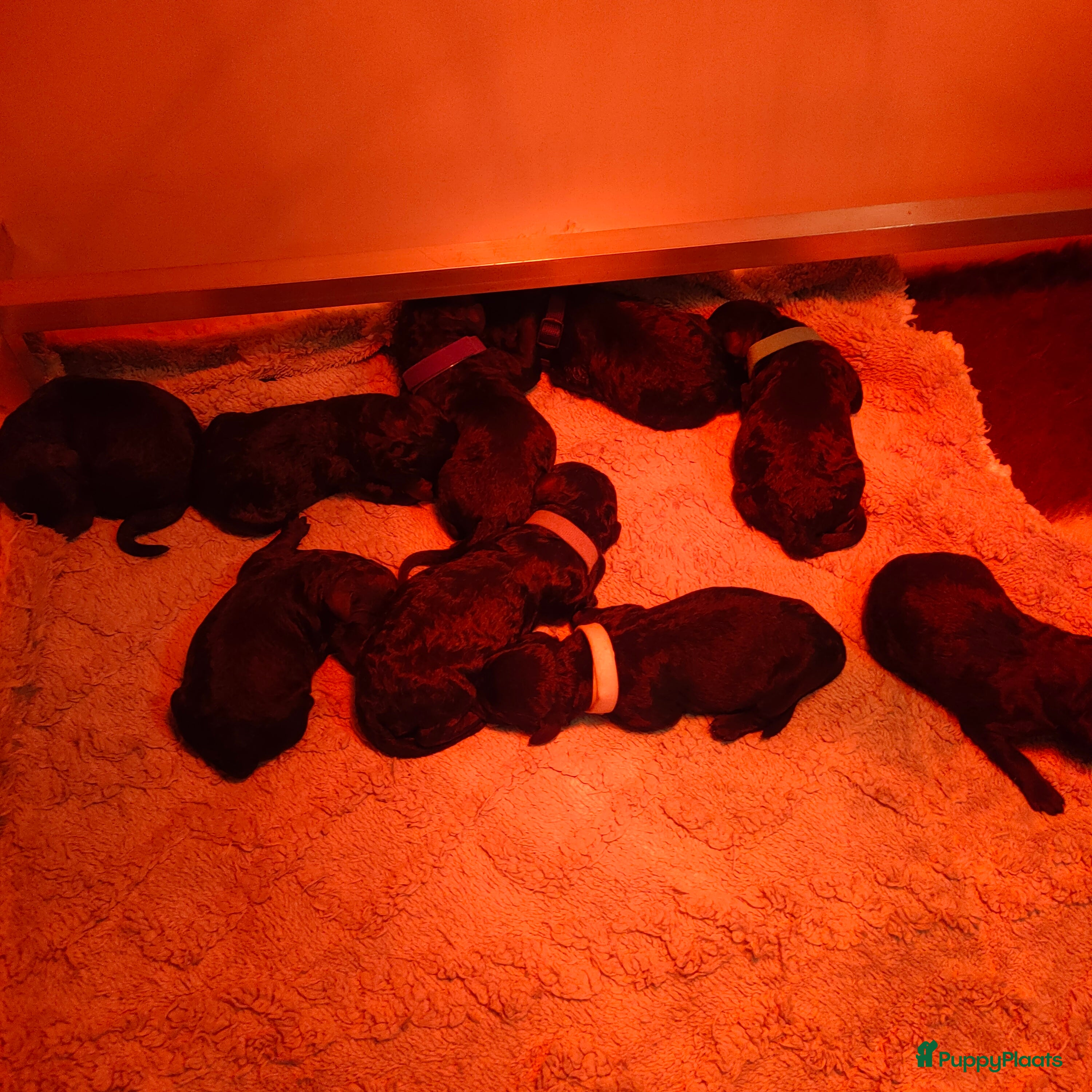 Labradoodle honden Labradoodle pups - Advertentie 16