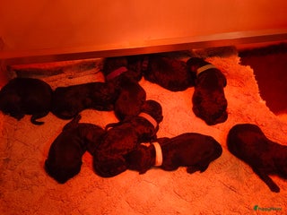 Labradoodle honden Labradoodle pups - Advertentie 1