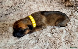 Rhodesian Ridgeback honden te koop: Rhodesian Ridgeback pups+stamboom 2reutjes 8weken  in Wierden - Afbeelding 26