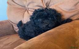 Poedel Toy honden te koop: Toy pups  - Afbeelding 5