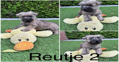 Cairn Terriër honden - Advertentie 13