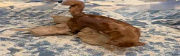 Nova Scotia Duck Tolling Retriever honden te koop: Nova Scofield duck rolling. Retriever  - Advertentie 3