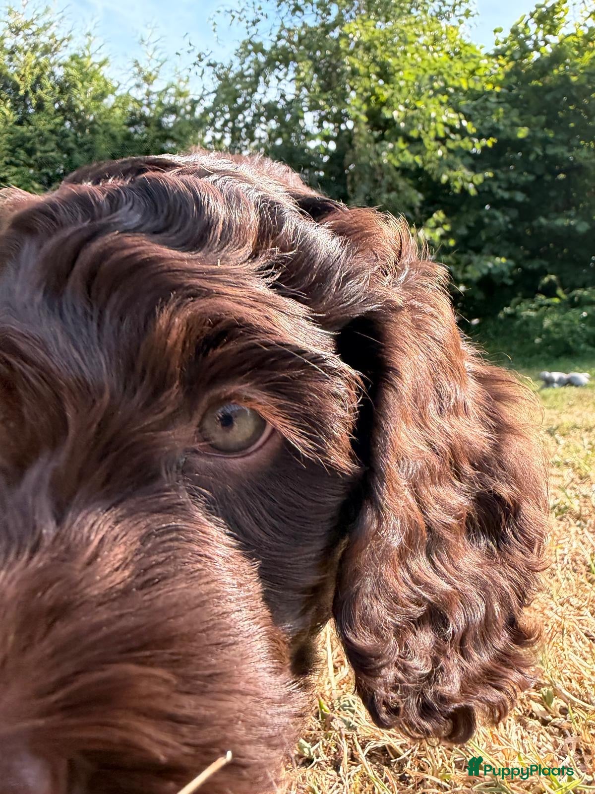 Australian Labradoodle honden Prachtige chocoladebruine Australian Labradoodles - Advertentie 2