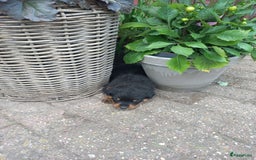 Rottweiler honden te koop: Nog 3 super lieve rottweiler reutjes. - Afbeelding 14