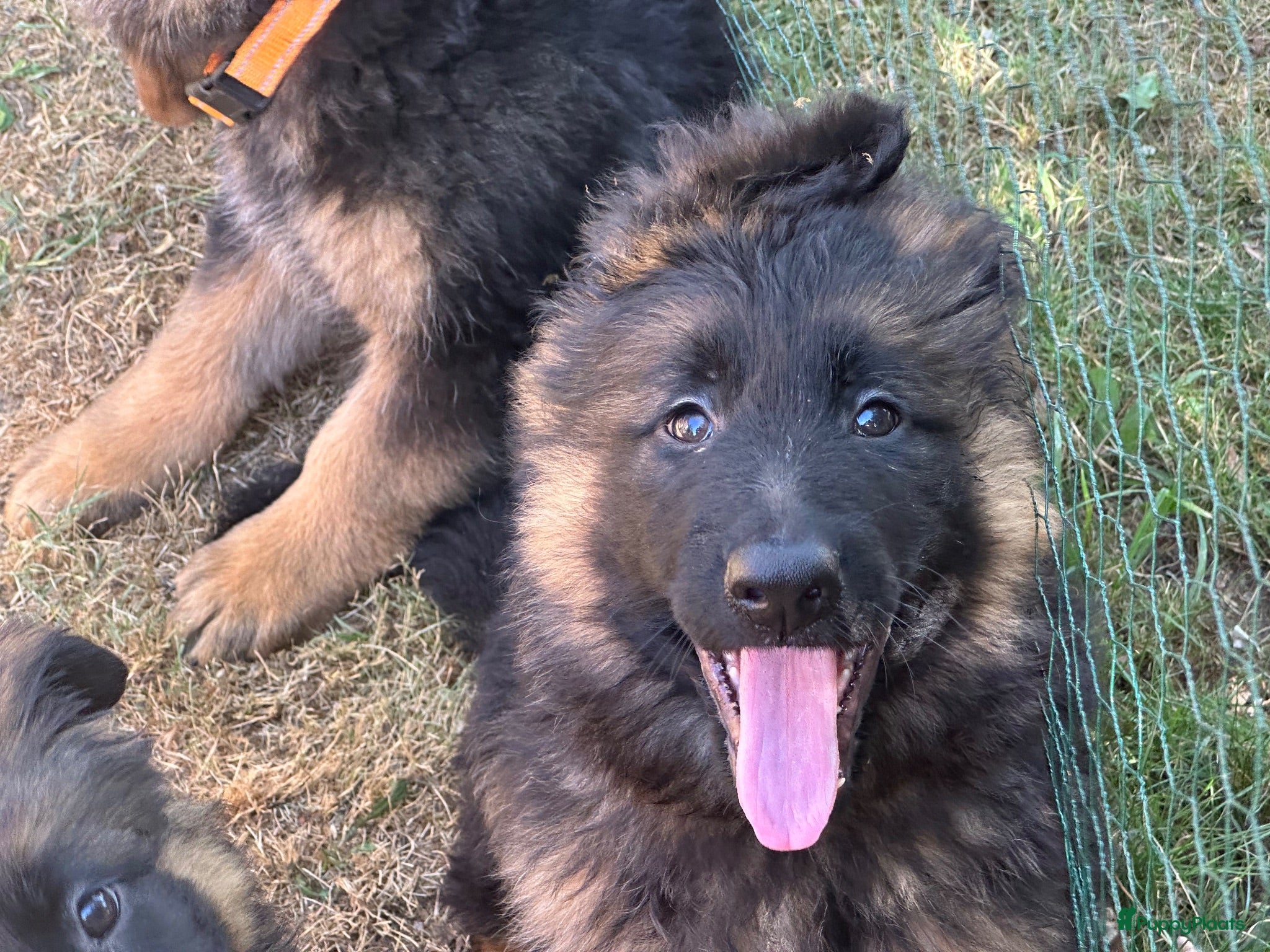 Duitse Herder honden Duitse herder puppy’s - Advertentie 1