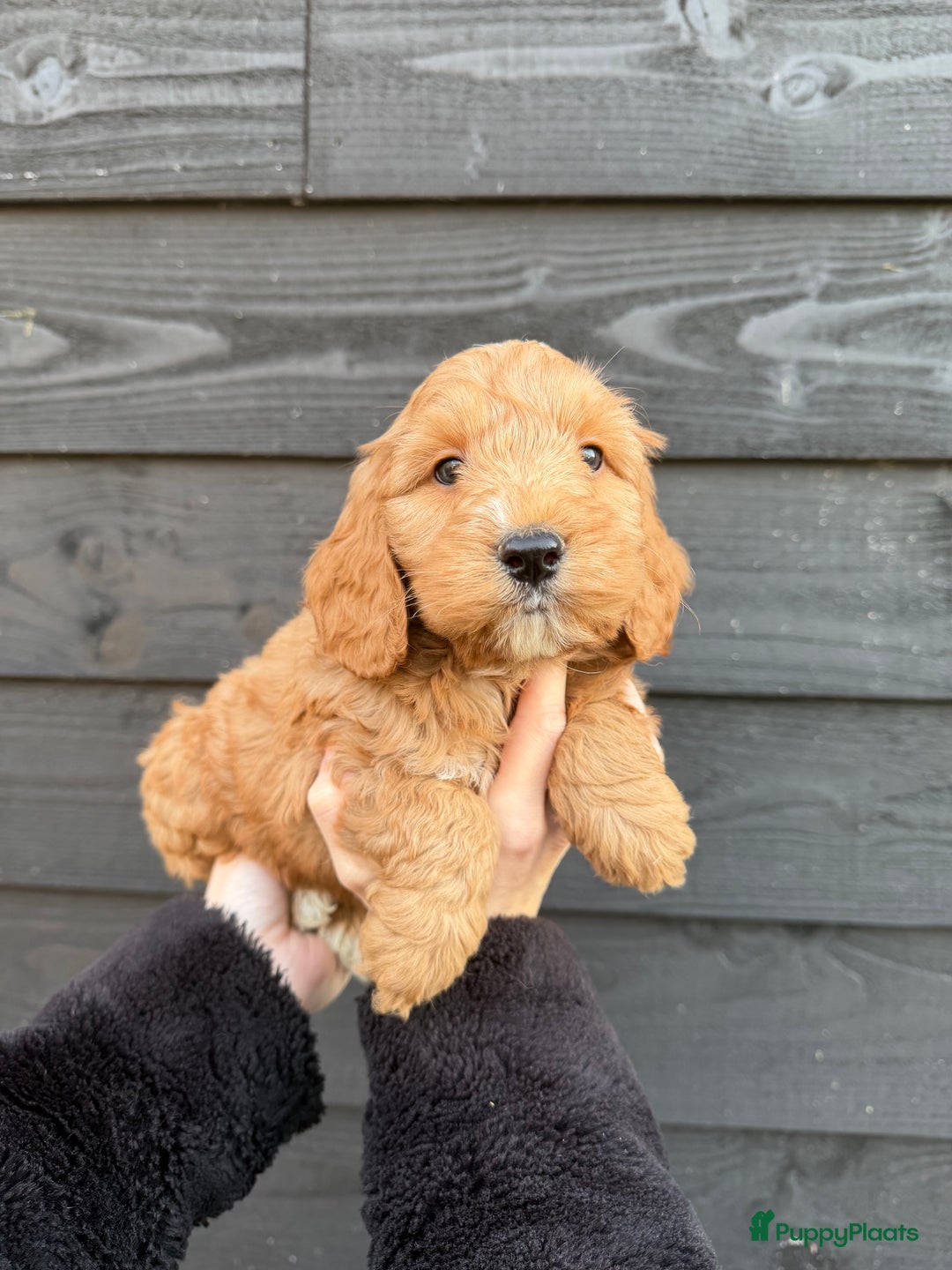 Cockapoo honden te koop: Prachtige Cockapoo pups beschikbaar! - Advertentie 4