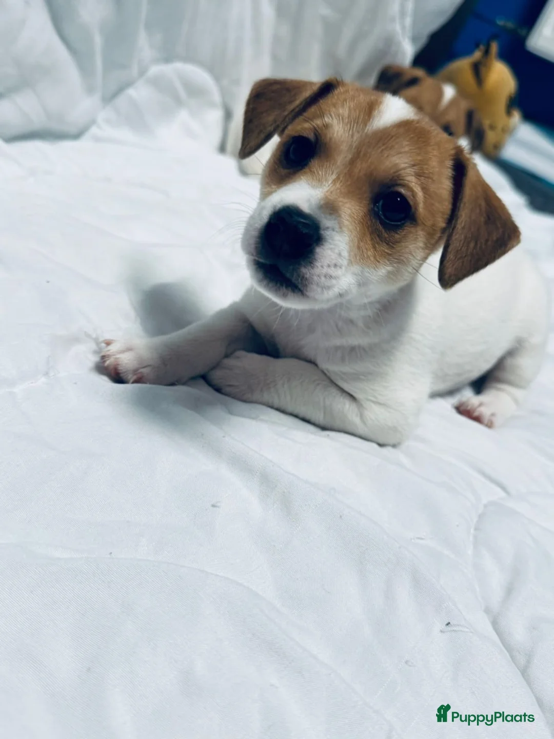 Jack Russel Terriër honden te koop:  Jack Russell Terrier puppy’s - Advertentie 3