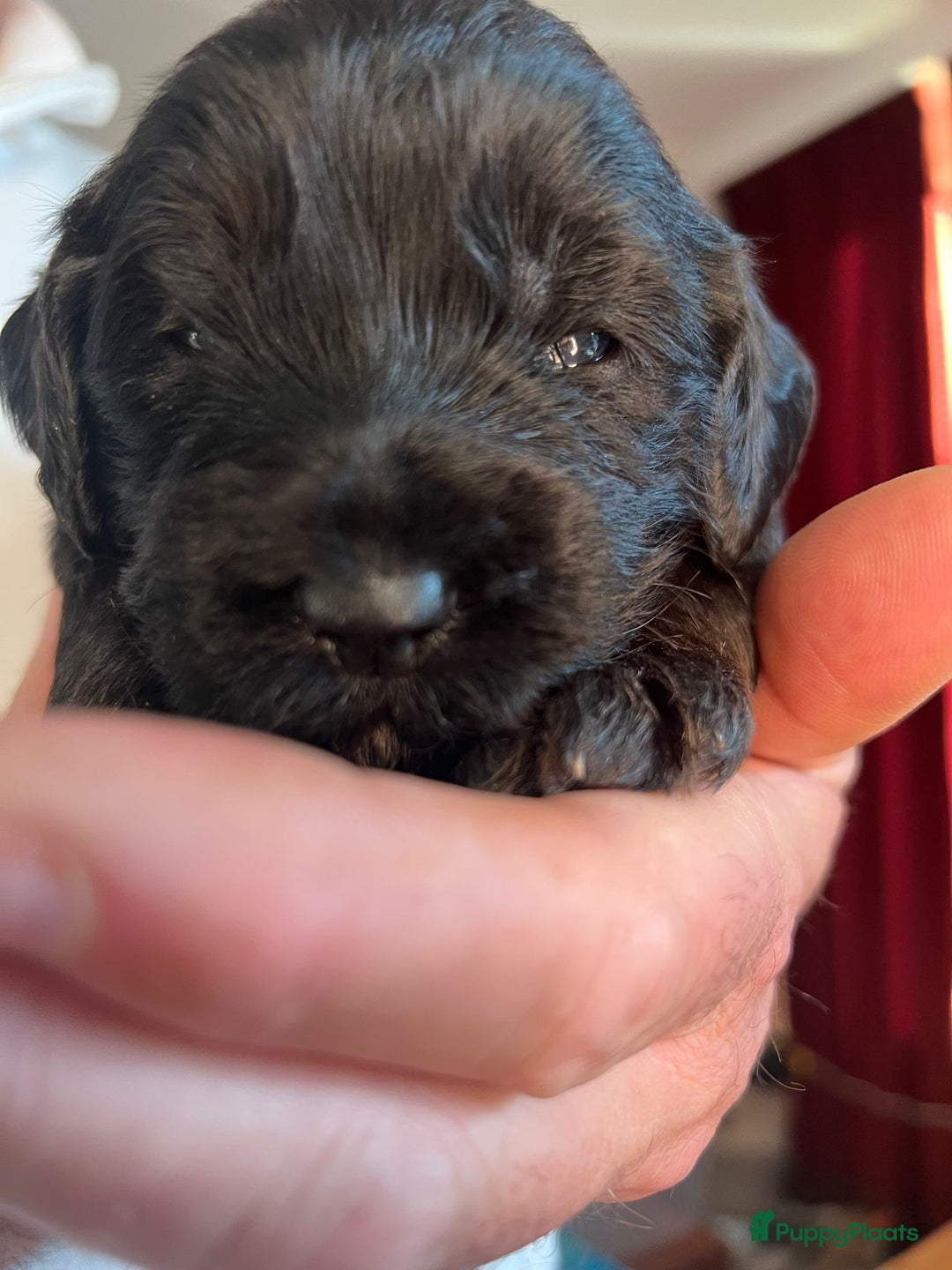 Kruising honden te koop: Labradoodle pups - Advertentie 3