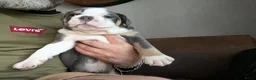 Old English Bulldog honden te koop: Prachtige Bulldog puppies - Advertentie 26
