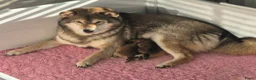 Shiba honden te koop: Shiba pups met stamboom - Advertentie 2