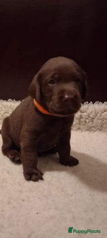 Labrador Retriever honden Prachtige bruin/zwarte labrador pups met stamboom. - Advertentie 8