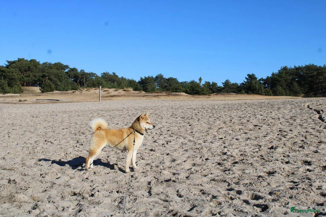 Shiba honden te koop: Shiba Inu pups met stamboom en gezondheidstesten - Advertentie 10