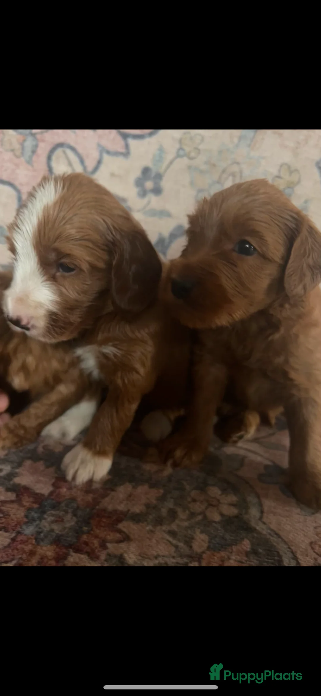 Australian Labradoodle honden te koop: Medium Cobberdog/Australian Labradoodle nestaank - Advertentie 34