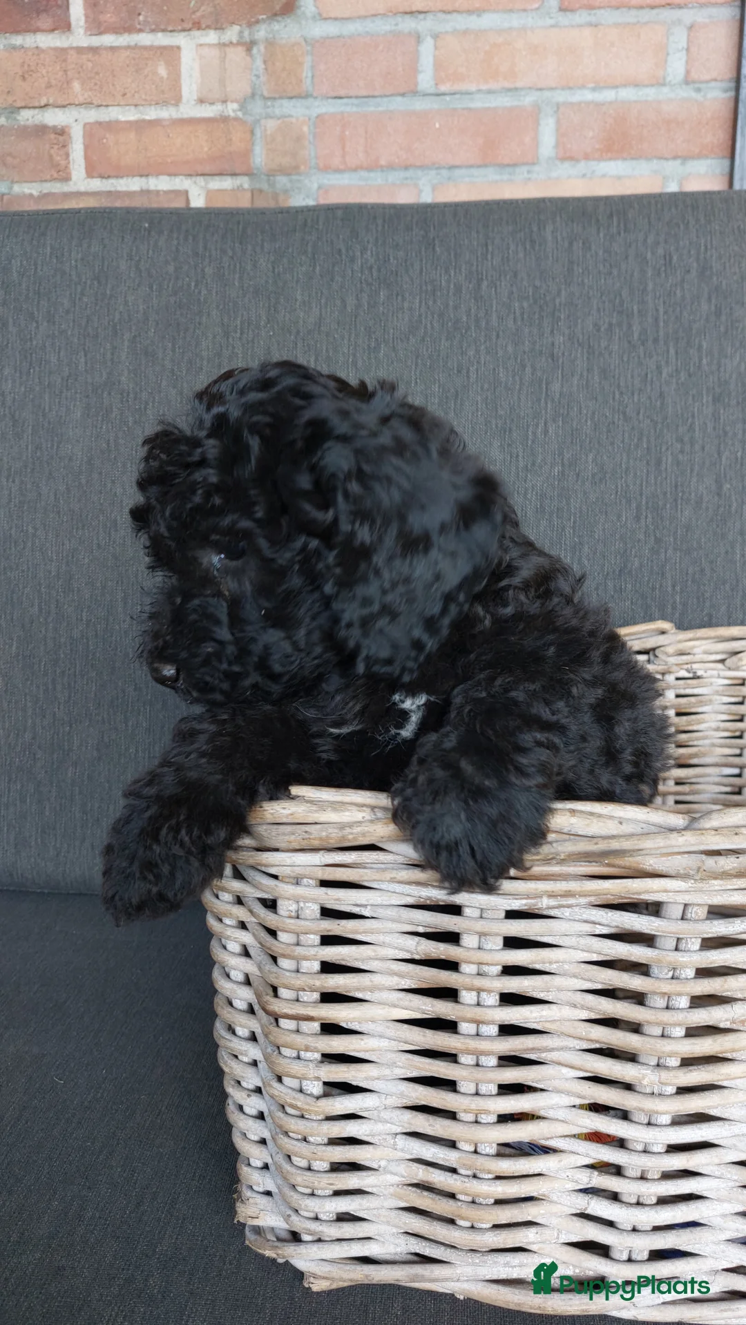 Labradoodle honden te koop: Nog 2 knappe labradoodles  - Advertentie 5