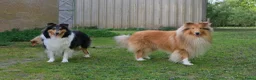 Schotse Herdershond langhaar honden te koop: Collie pups beschikbaar  in Kruisland - Advertentie 2