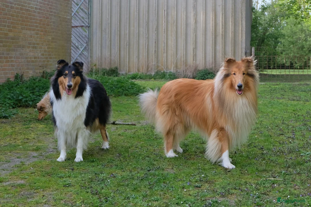 Schotse Herdershond langhaar honden te koop: Collie pups beschikbaar  in Kruisland - Advertentie 2