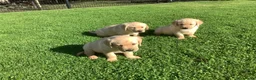Labrador Retriever honden te koop: Labradorpuppies  van stamboomouders  - Advertentie 6