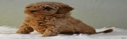 Poedel Toy honden te koop: Te koop Toy poedel pups met FCI stamboom - Advertentie 2