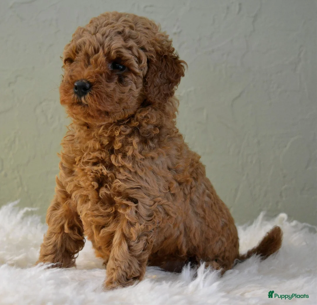 Poedel Toy honden te koop: Te koop Toy poedel pups met FCI stamboom - Advertentie 2