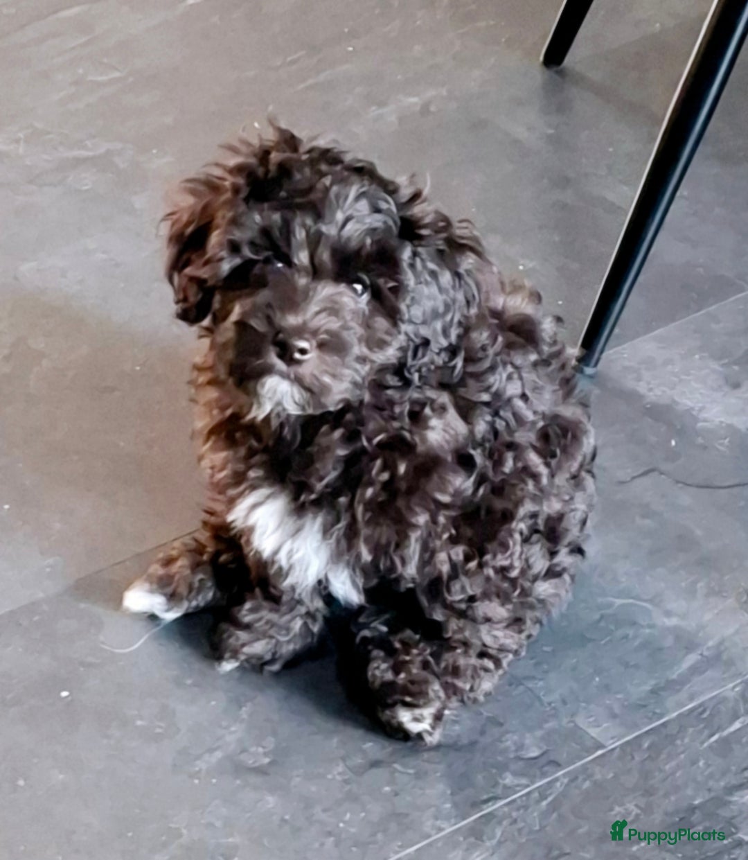 Maltipoo honden te koop: Moos & Pepper - Advertentie 14