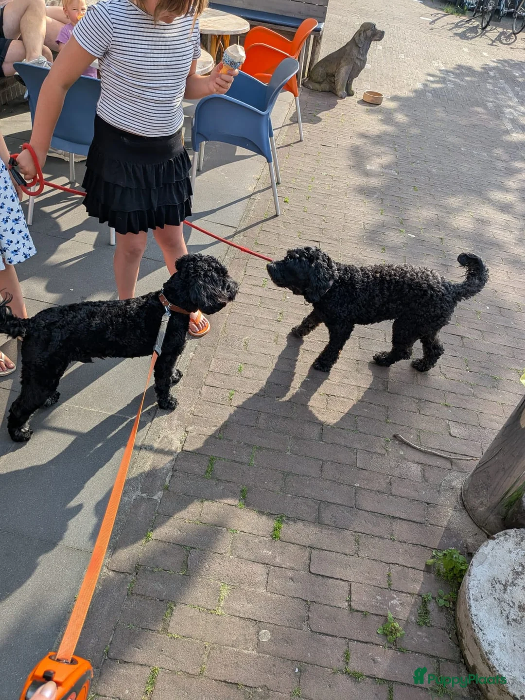 Kruising honden te koop: Het is bijna zover!  - Advertentie 7