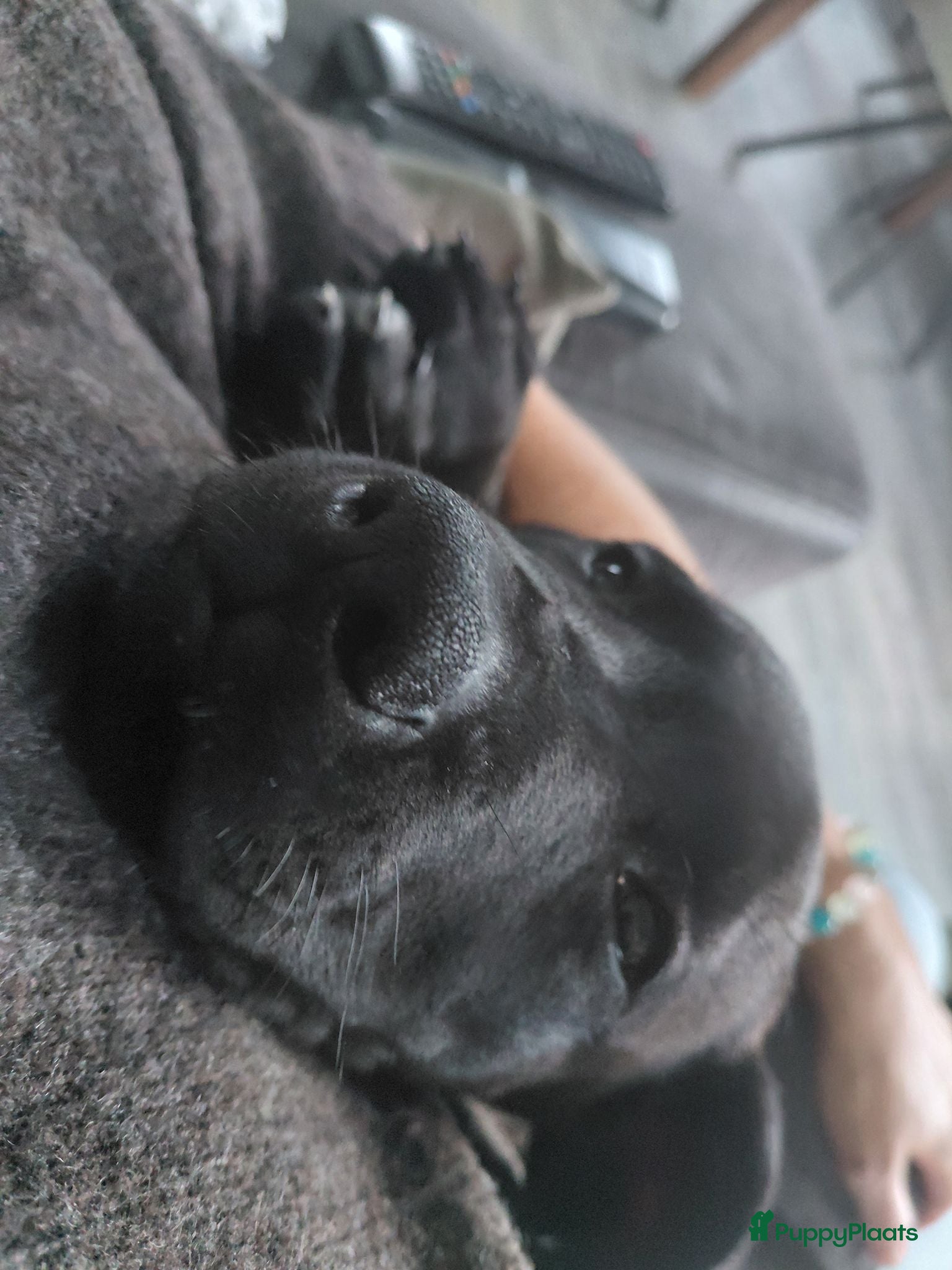 Kruising honden Rhodesian ridgeback (75%) x labrador (25%) - Advertentie 1